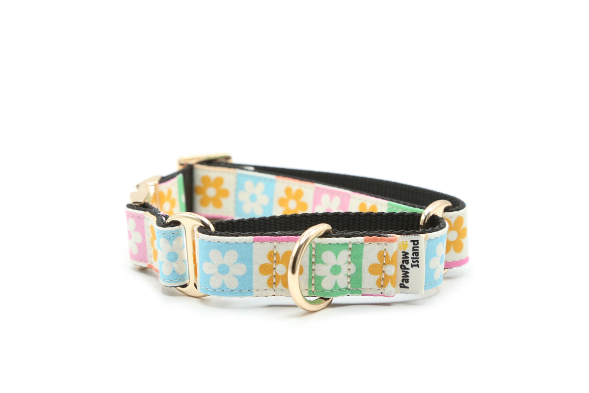 Rainbow Daisy Checker Dog Collar