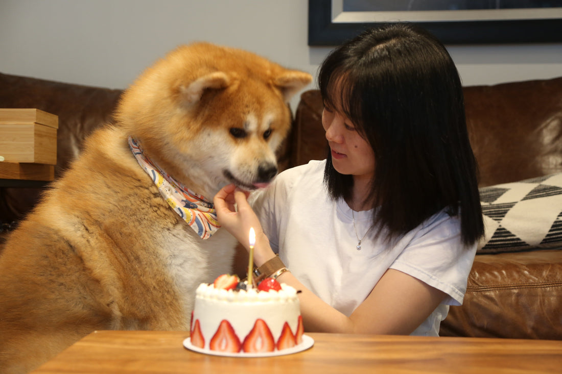 Dog Care Tips: How to Keep Your Dog Happy, Healthy & Comfortable Every Day