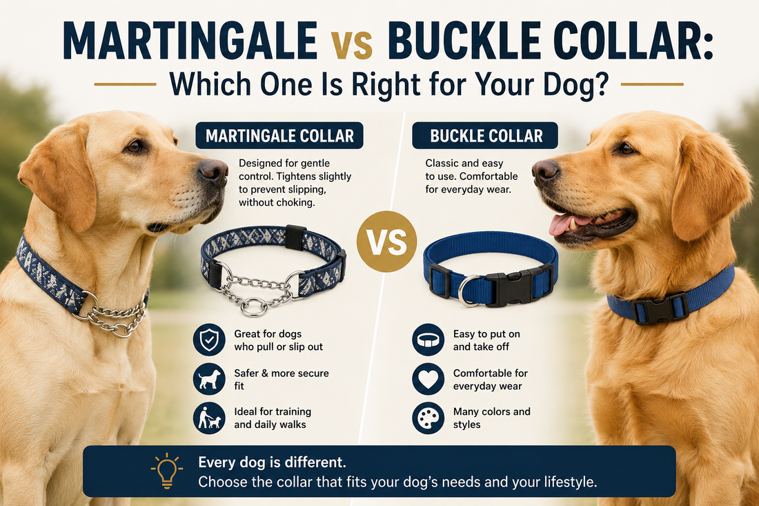 Martingale vs Buckle Collar: Which One Is Right for Your Dog?