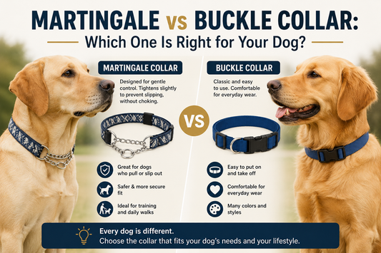 Martingale vs Buckle Collar: Which One Is Right for Your Dog?