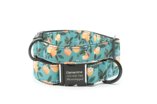 Clenmentine dog collar